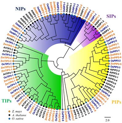 Genome-Wide Identification of Maize Aquaporin and Functional Analysis During Seed Germination and Seedling Establishment